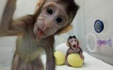 Scimmie clonate, nuovo passo per la cura di Parkinson, Alzheimer e tumori